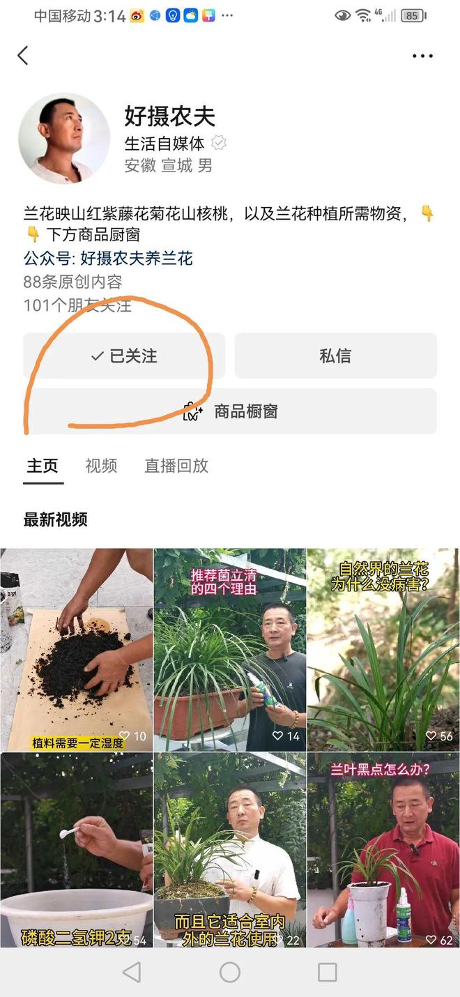 兰花孕蕾期最怕什么？秋天管理3重点做不好春兰蕙兰都很难开花js金沙老品牌(图15)